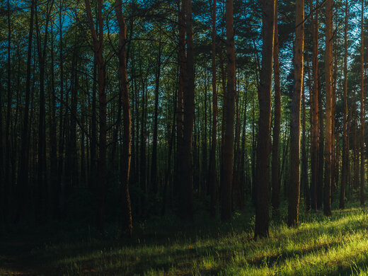 Beautiful,Sunset,Sunrise,Sun,Sunshine,In,Sunny,Summer,Coniferous,Forest.