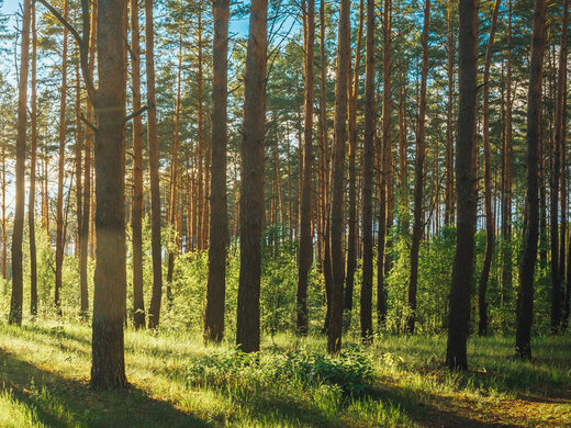 Beautiful,Sunset,Sunrise,Sun,Sunshine,In,Sunny,Summer,Coniferous,Forest.