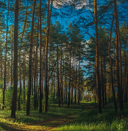 Beautiful,Sunset,Sunrise,Sun,Sunshine,In,Sunny,Summer,Coniferous,Forest.