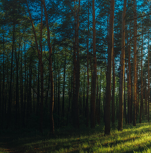 Beautiful,Sunset,Sunrise,Sun,Sunshine,In,Sunny,Summer,Coniferous,Forest.