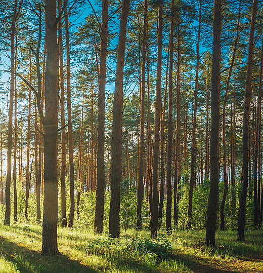 Beautiful,Sunset,Sunrise,Sun,Sunshine,In,Sunny,Summer,Coniferous,Forest.