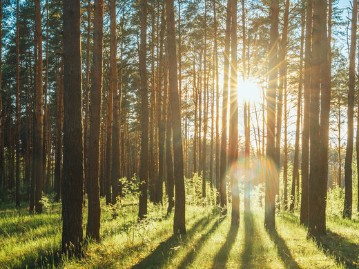 Beautiful,Sunset,Sunrise,Sun,Sunshine,In,Sunny,Summer,Coniferous,Forest.