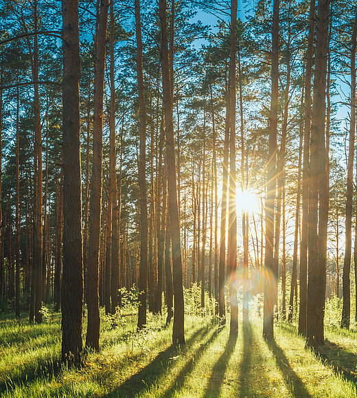 Beautiful,Sunset,Sunrise,Sun,Sunshine,In,Sunny,Summer,Coniferous,Forest.